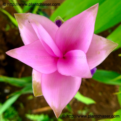 curcuma3.jpg