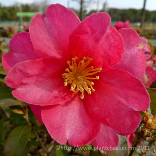 japan-camellia-sasanqua.jpg