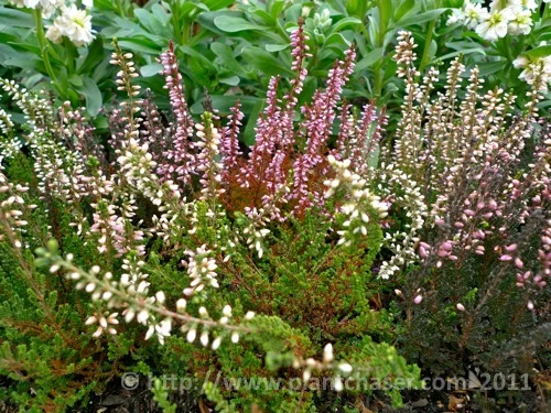 namba-parks-garden-NOID1.jpg