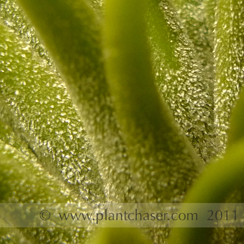 tillandsia-ionantha-druid-single-5.jpg