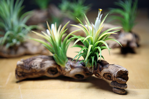 Tillandsia ionantha 'Druid'. Photography by Nicky Yee. Used with permission.