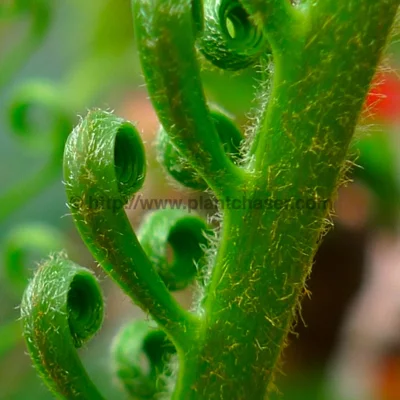 macrozamia3.jpg