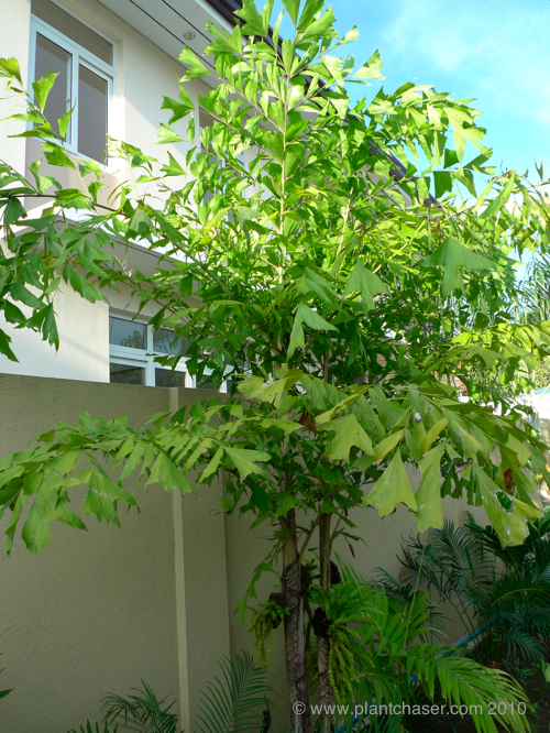 caryota-mitis-1.jpg