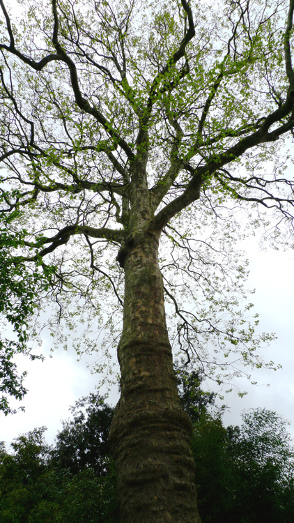 Platanus x 'acerifolia'