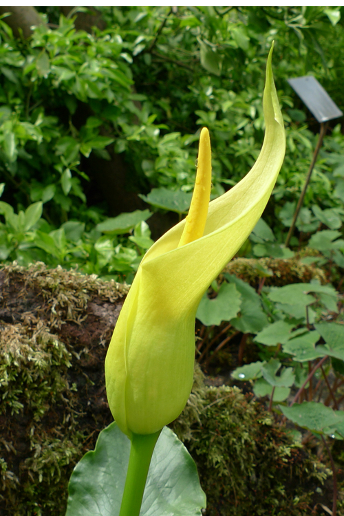 Arum dioscoridis