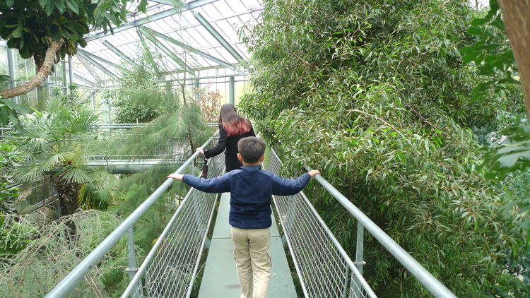 Treetop Walk