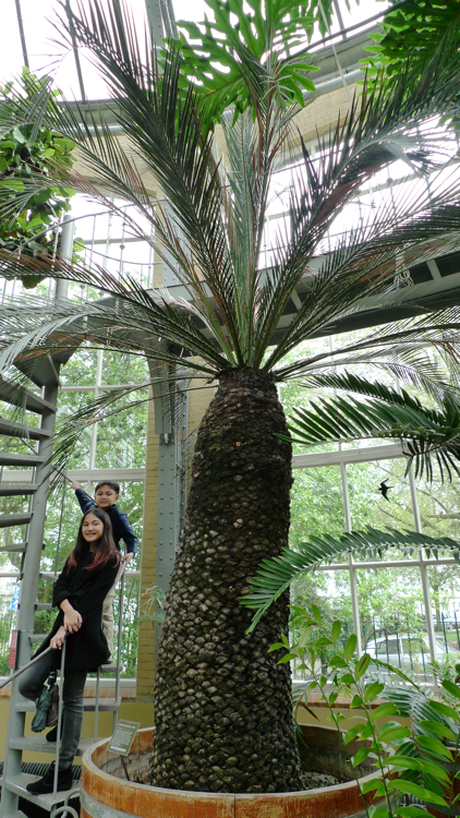 Macrozamia moorei