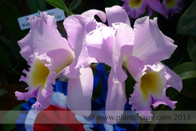 Brassolaeliocattleya Spring Queen Blushing Bride