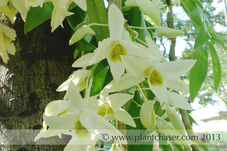 Dendrobium heterocarpum