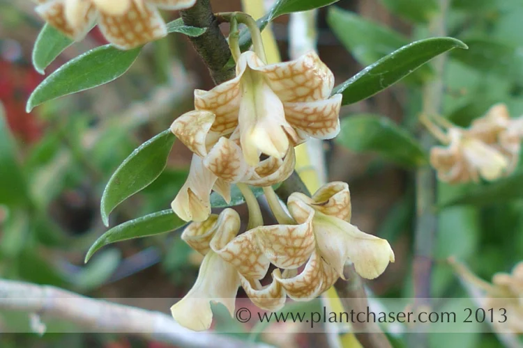 Dendrobium nemorale