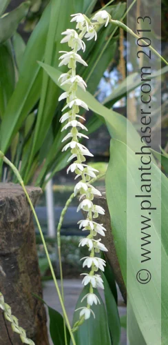 Dendrochilum cobbianum