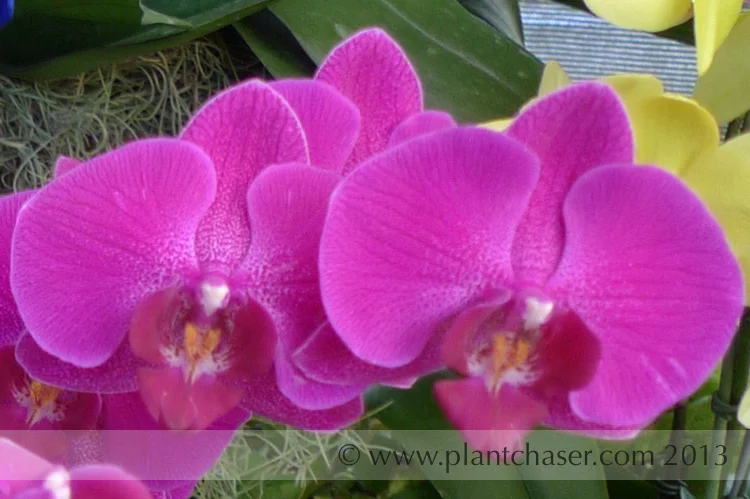 Paphiopedilum hsinying Charm 'Sakuraame'