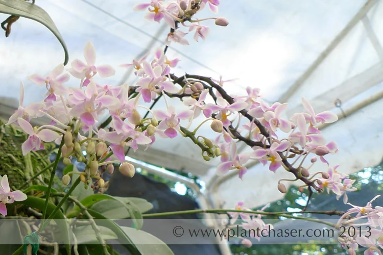 Phalaenopsis equestris