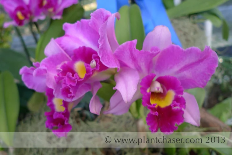 Rhyncholaeliocattleya hsinying Rouche Ching Hua #6