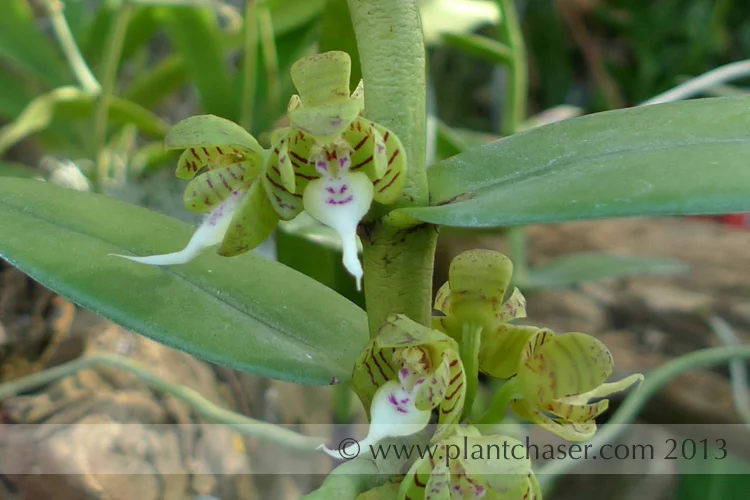 Trichoglottis geminata