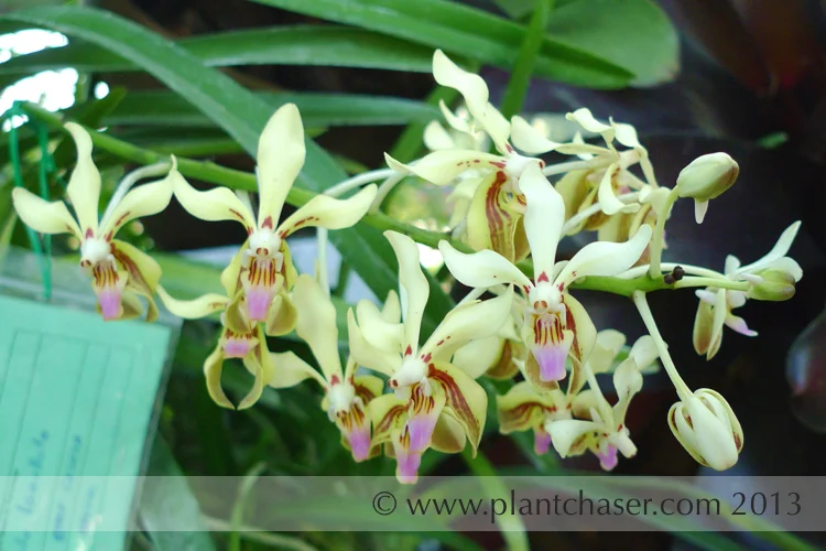 Vanda lamellata
