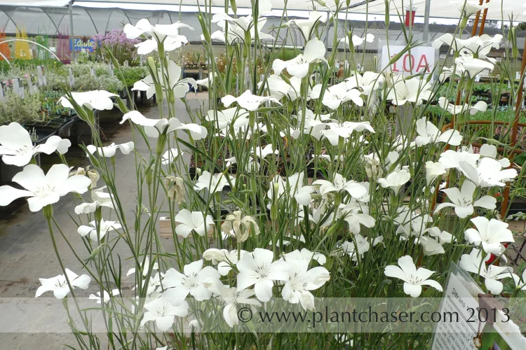 Agrostemma githago 'Ocean Pearls'
