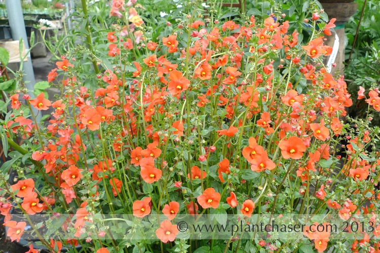 Alonsoa meridionalis 'Red Mask'