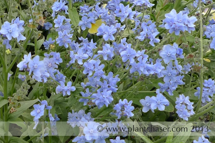 Cynoglossum amabile (Chinese Forget-me-not)