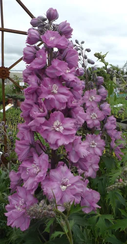 Delphinium elatum
