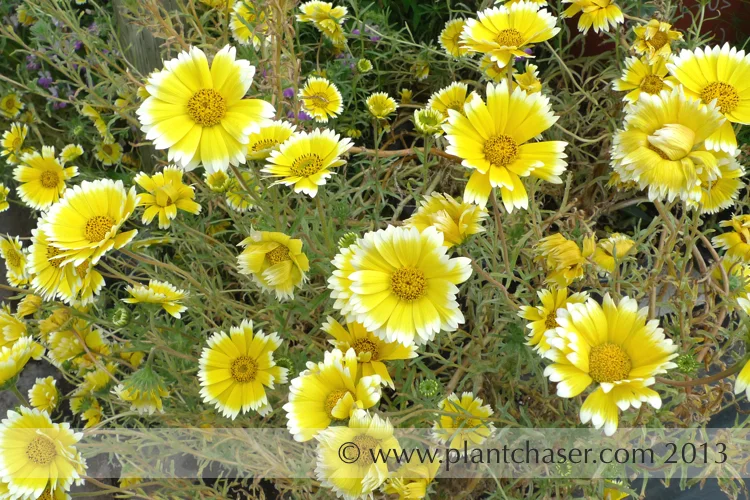Layia platyglossa 'Tidy Tips'