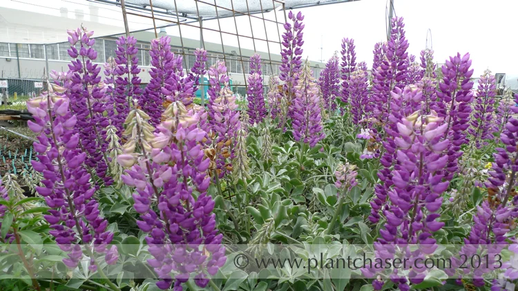 Lupinus albifrons