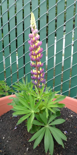 Lupinus regalis ' Thomas Church' 