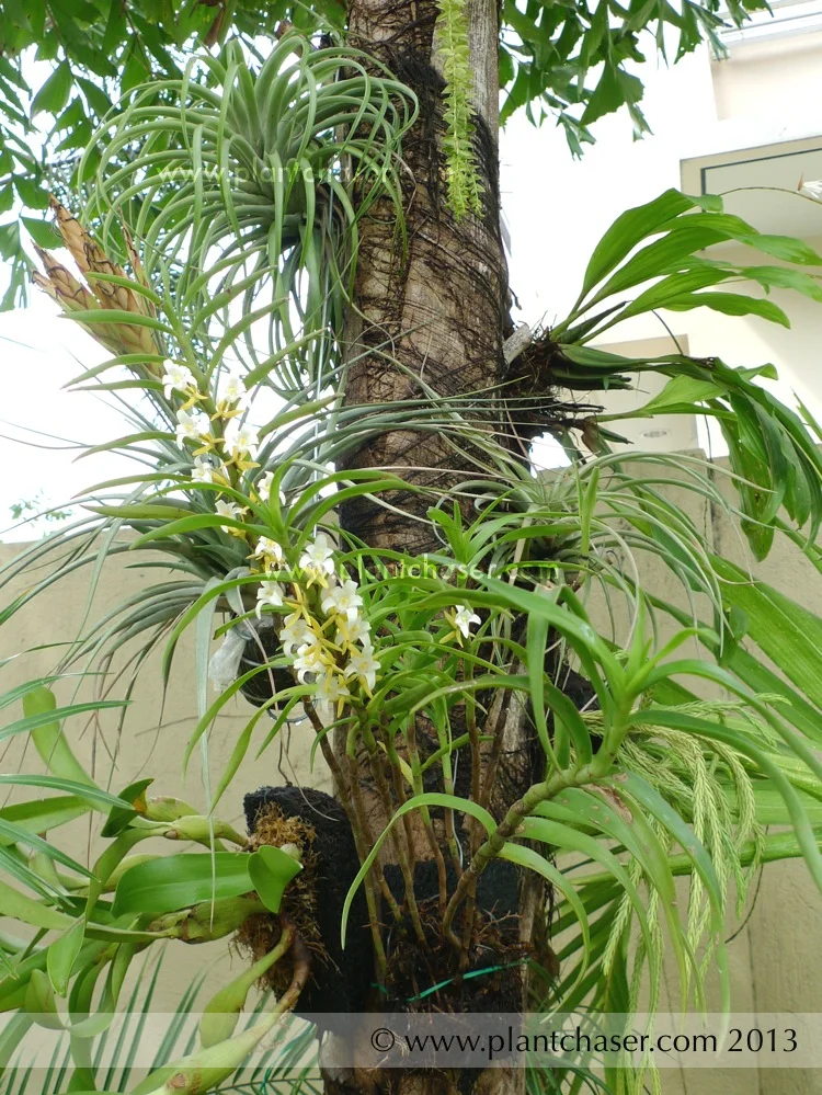 Eria-orchid-05.jpg