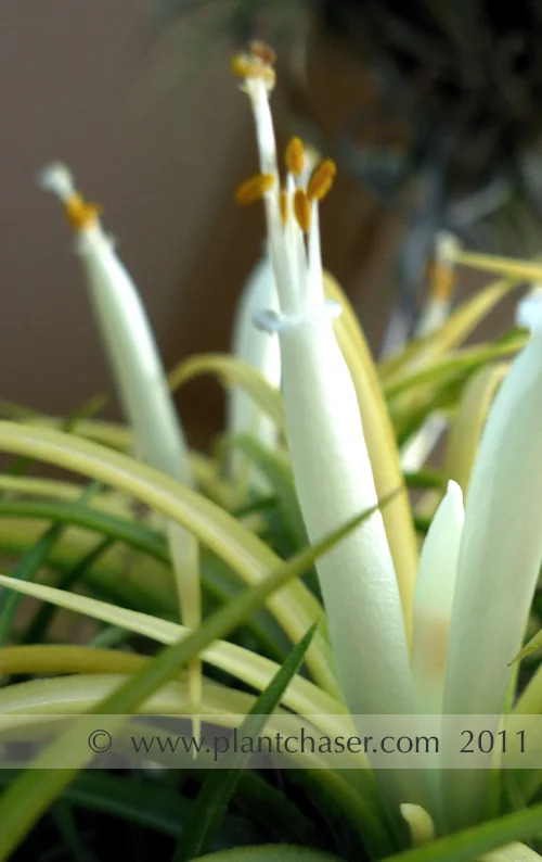 tillandsia-ionantha-druid-4.jpg