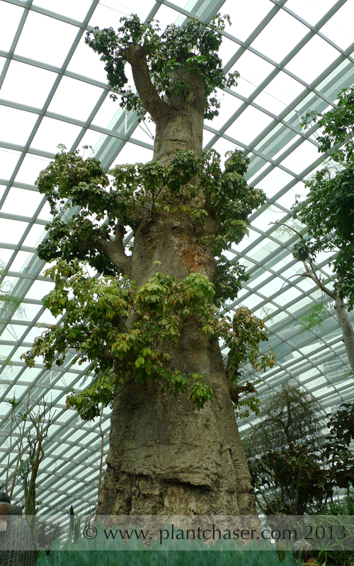 Adansonia spp.