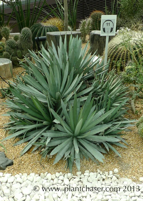 Agave macroacantha
