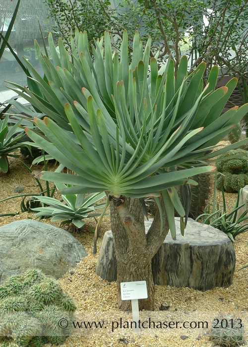 Aloe plicatilis