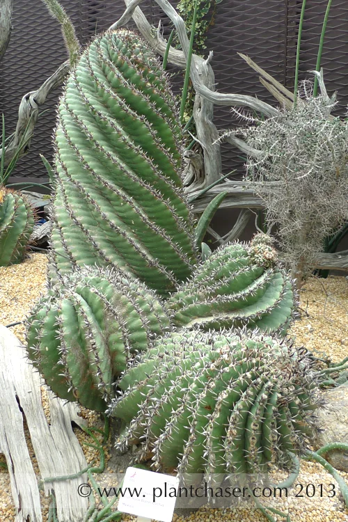 Ferocactus herrerae