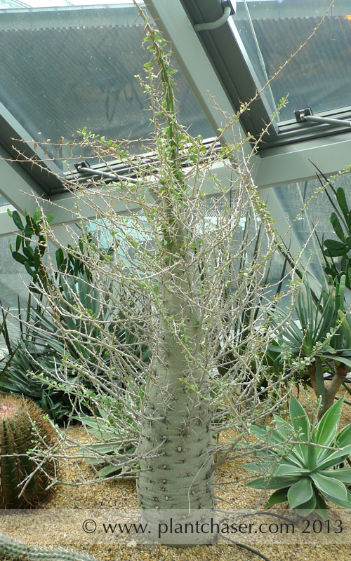 Fouquieria columnaris