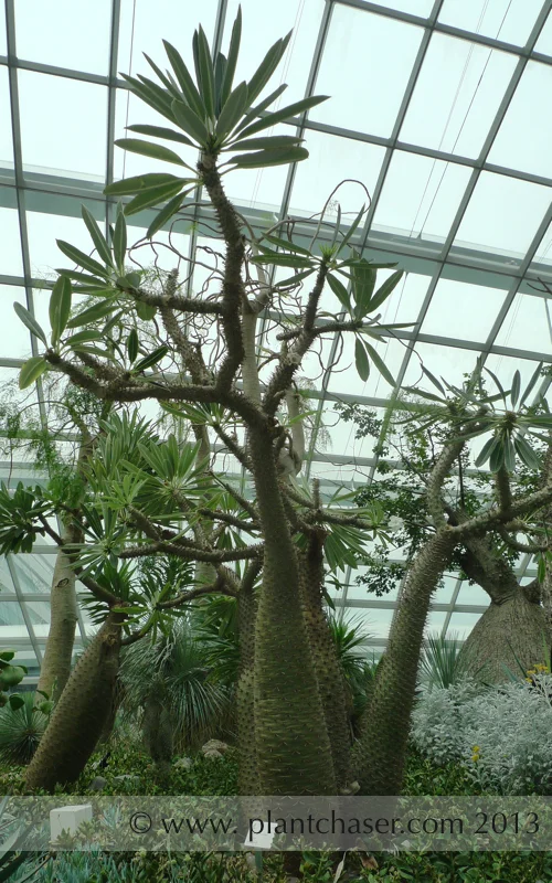 Pachypodium lamerei