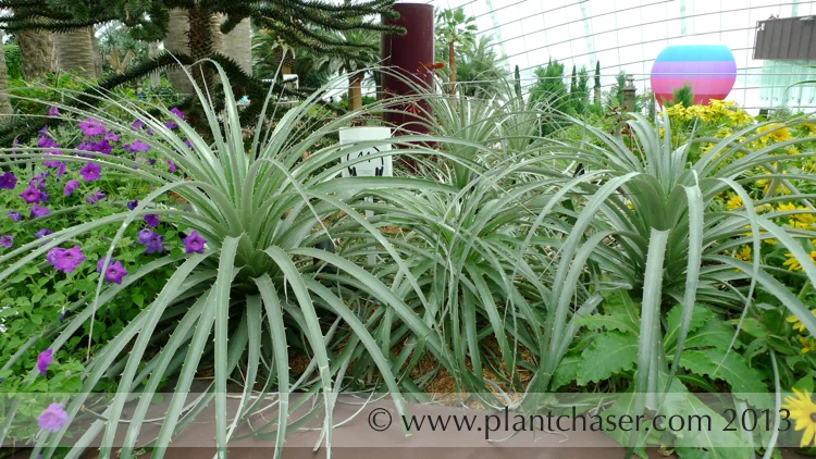 Puya chilensis