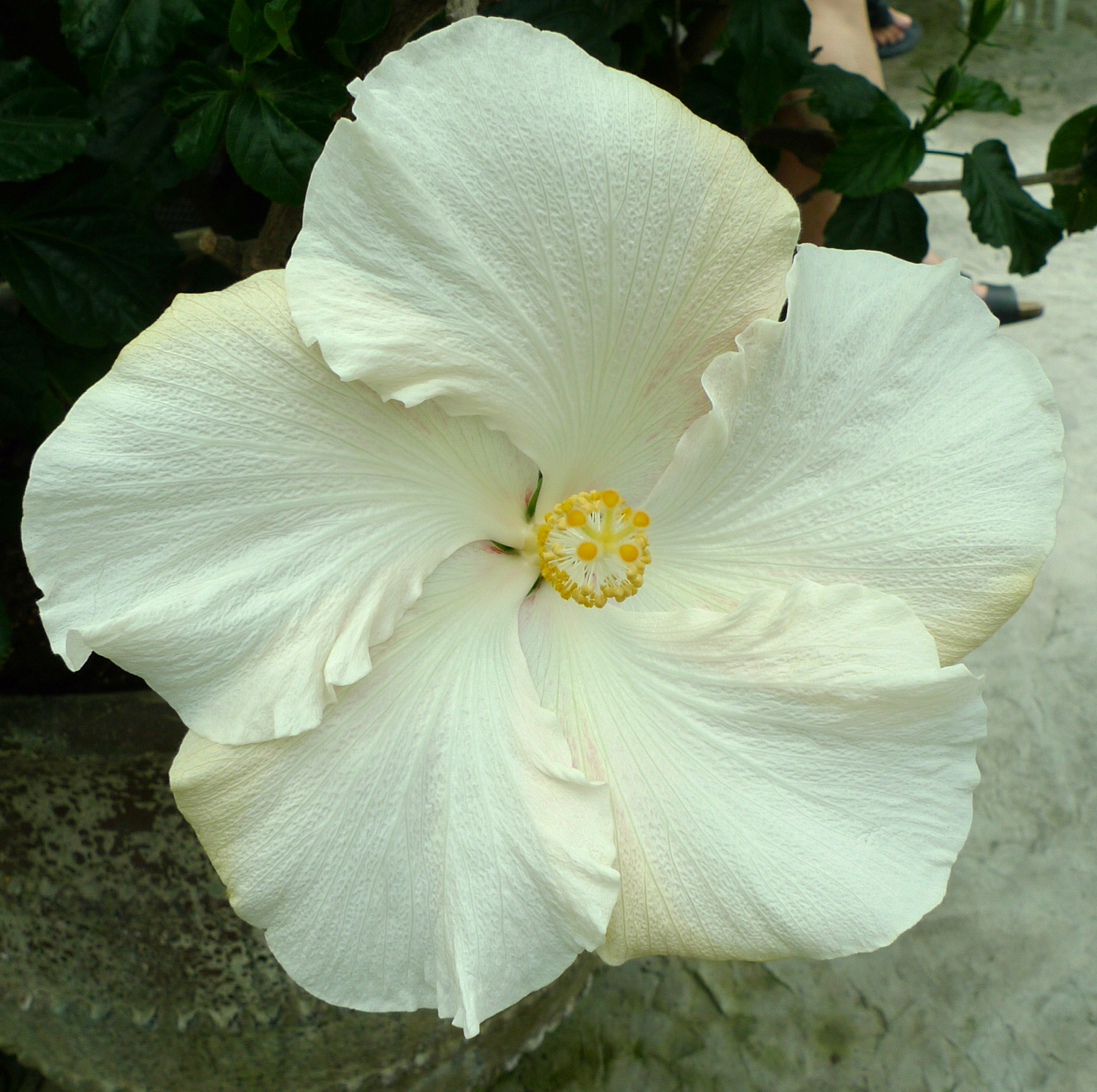 hibiscus-03.jpg