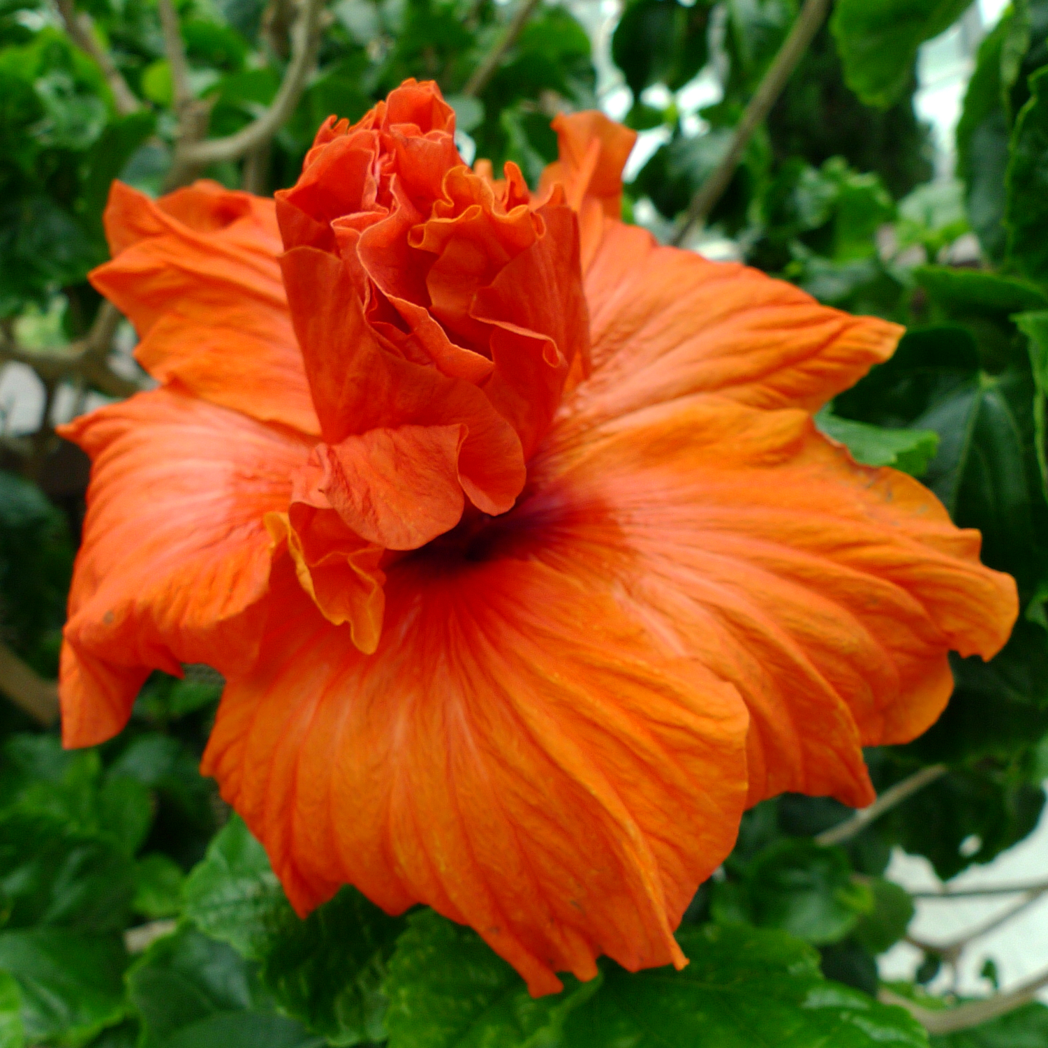 hibiscus-06.jpg