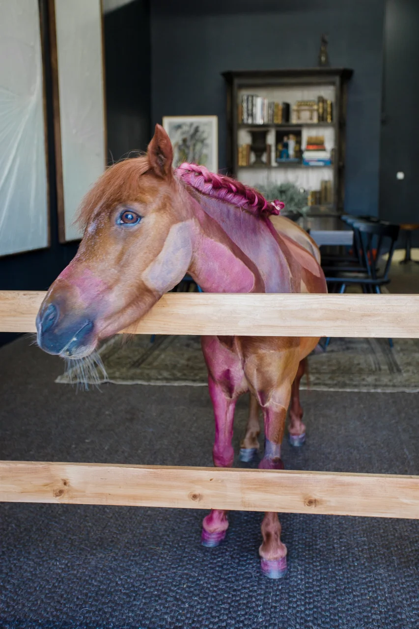 TIFSIGFRIDS-JoeSolaPaintedHorse-0089-web.jpg