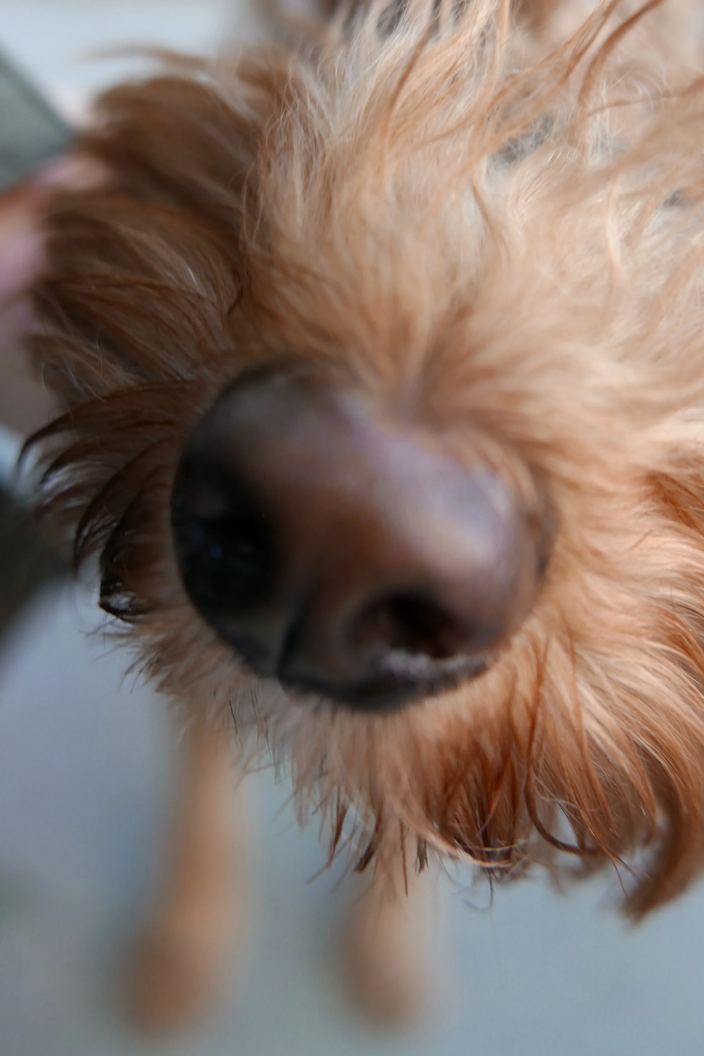 sniff_L1000963.jpg