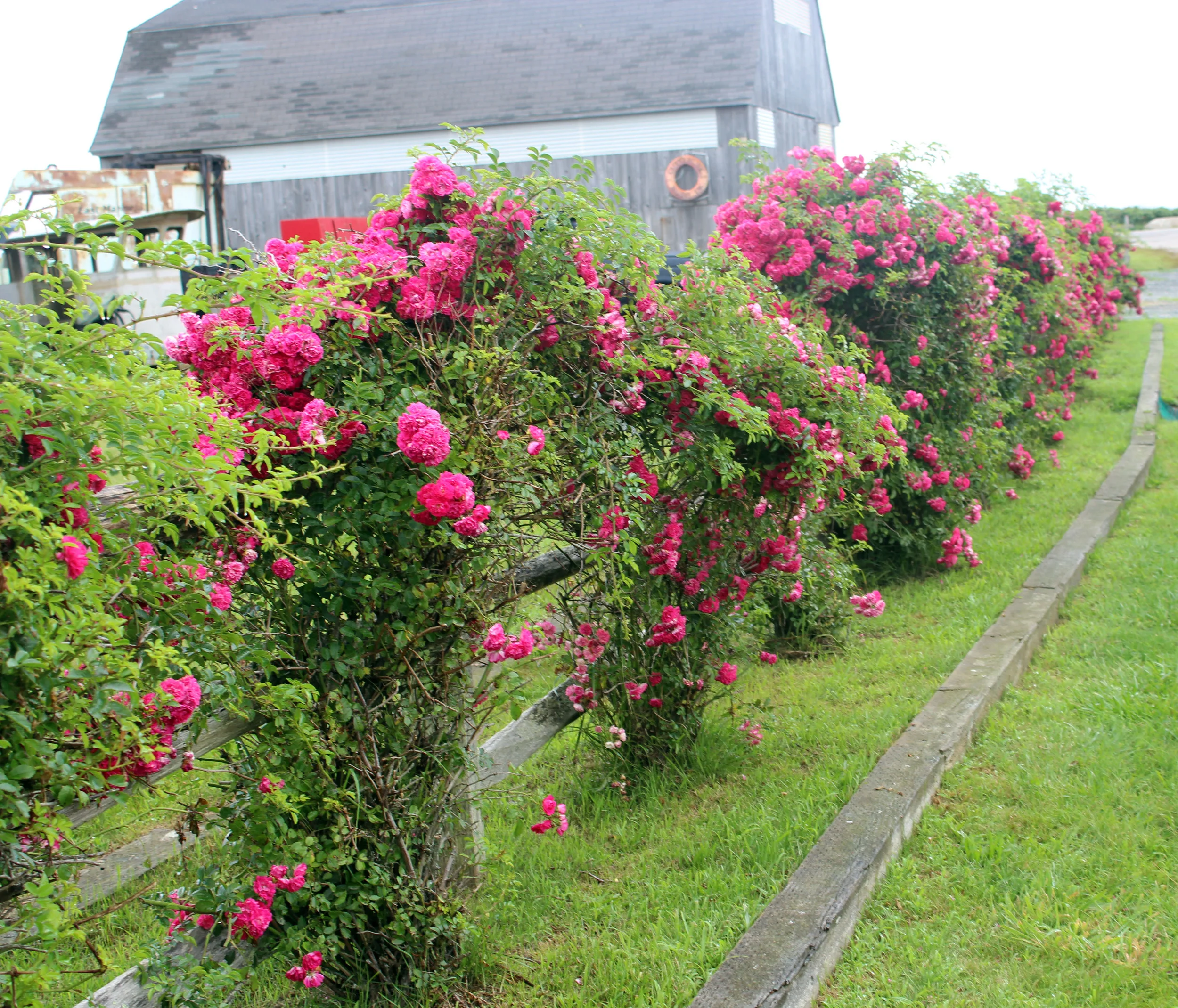 roses.jpg