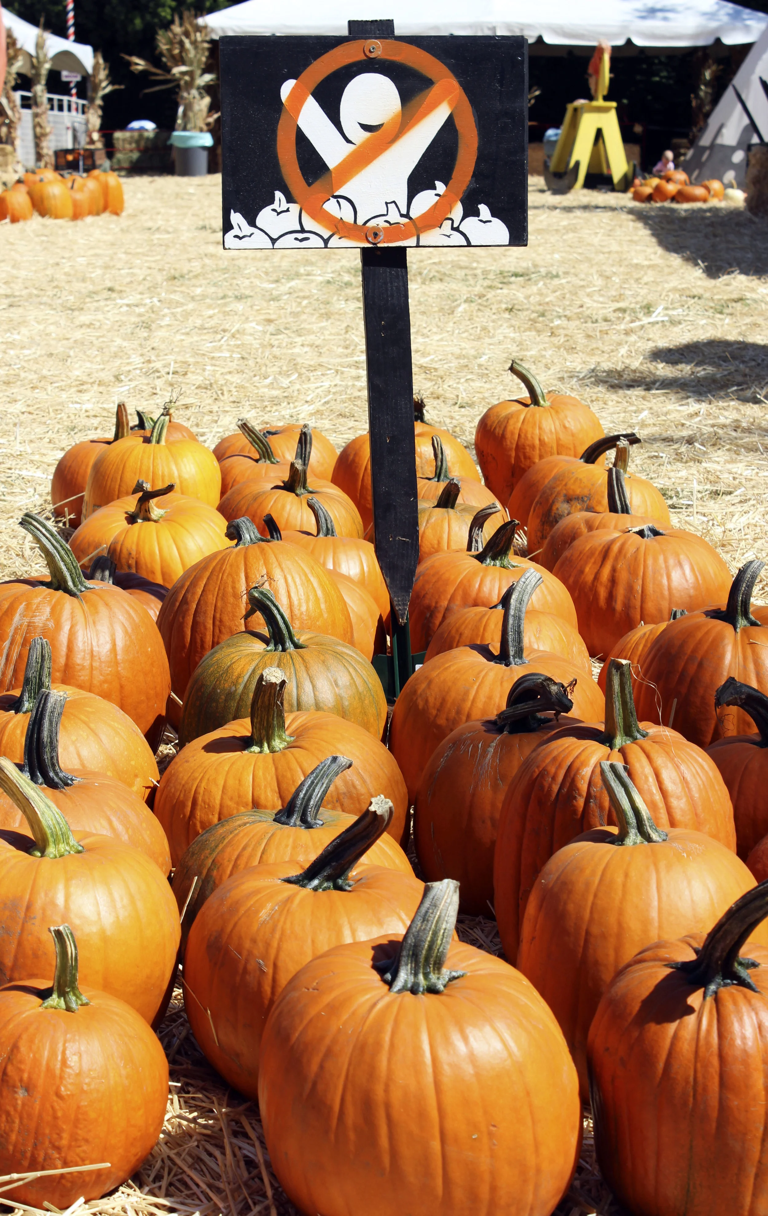 pumpkins cu.jpg