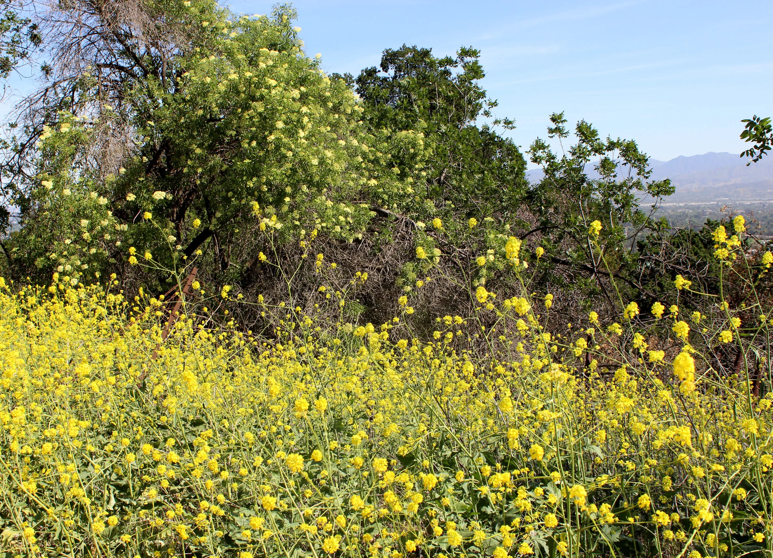 yelllow flowers.jpg