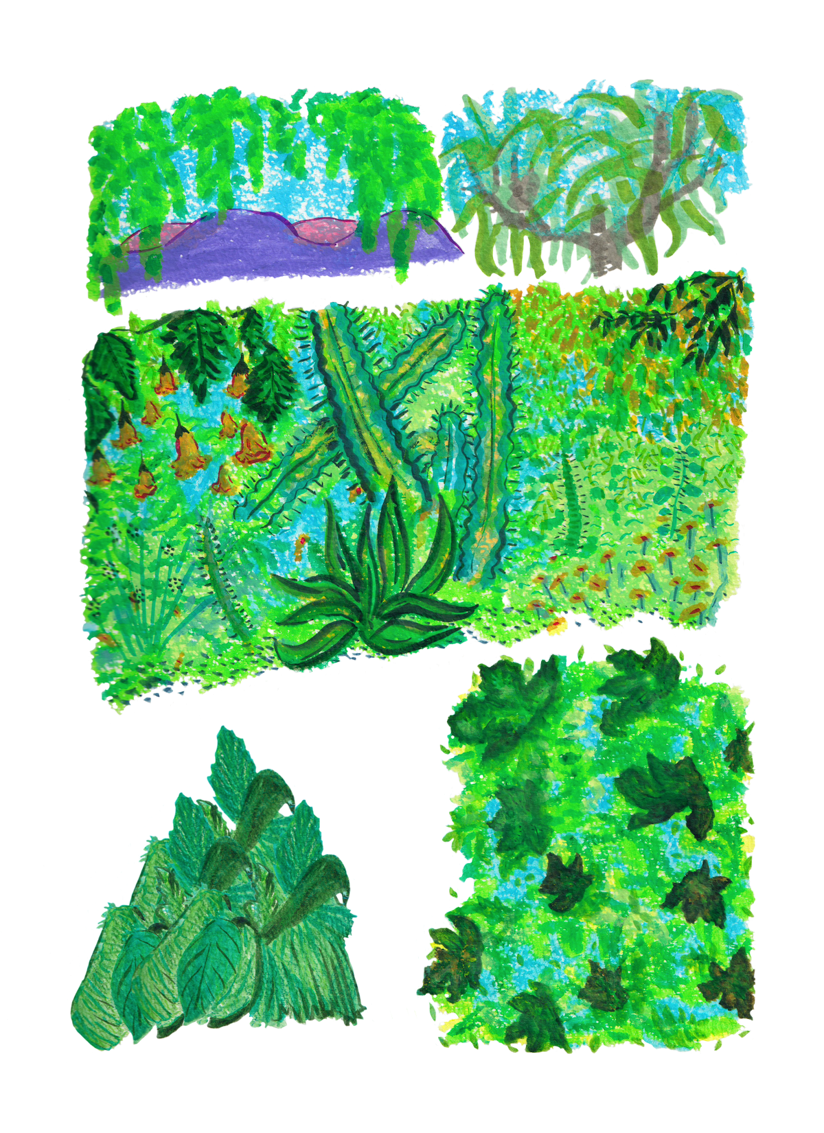 edelweiss_cardenas_Los_Angeles_Garden-Succulents_Hills.png