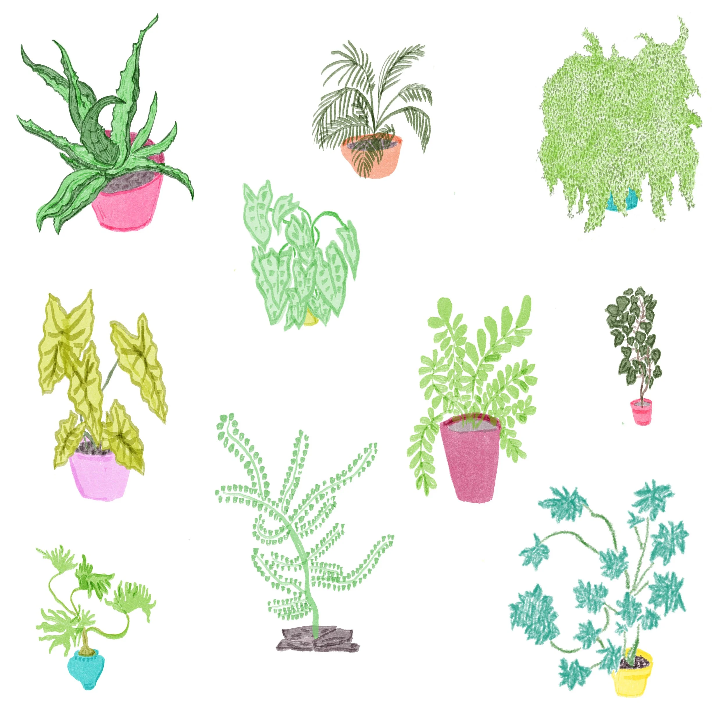 edelweiss _cardenas_colima_plants.jpg