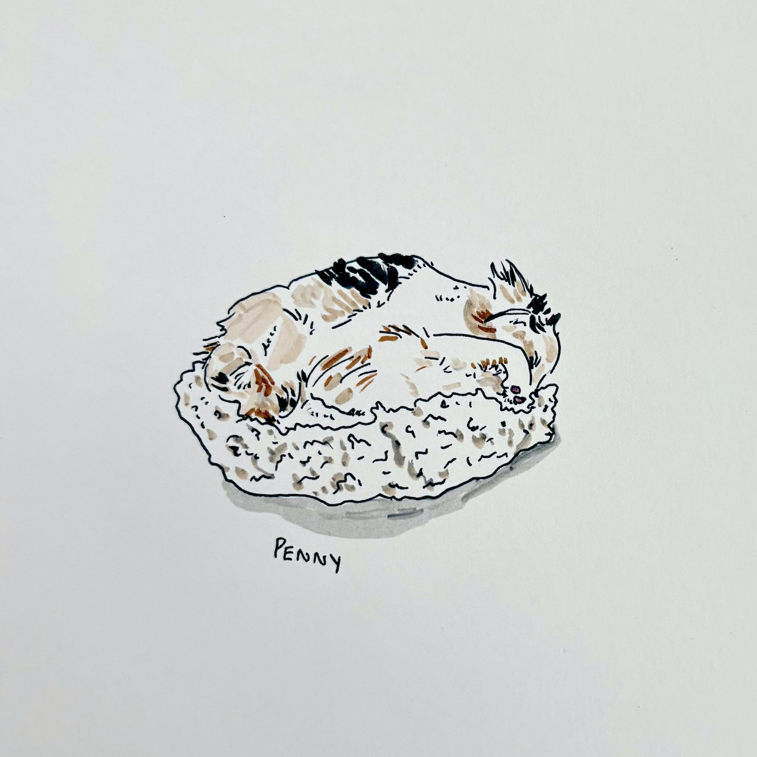 edelweiss_cardenas_Penny_curled_up.png