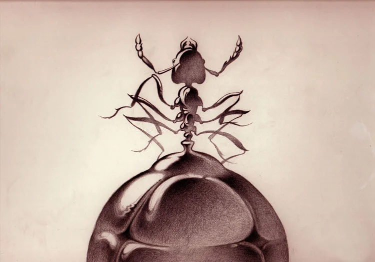 Honey Ant (pencil on paper) 8" X 12"