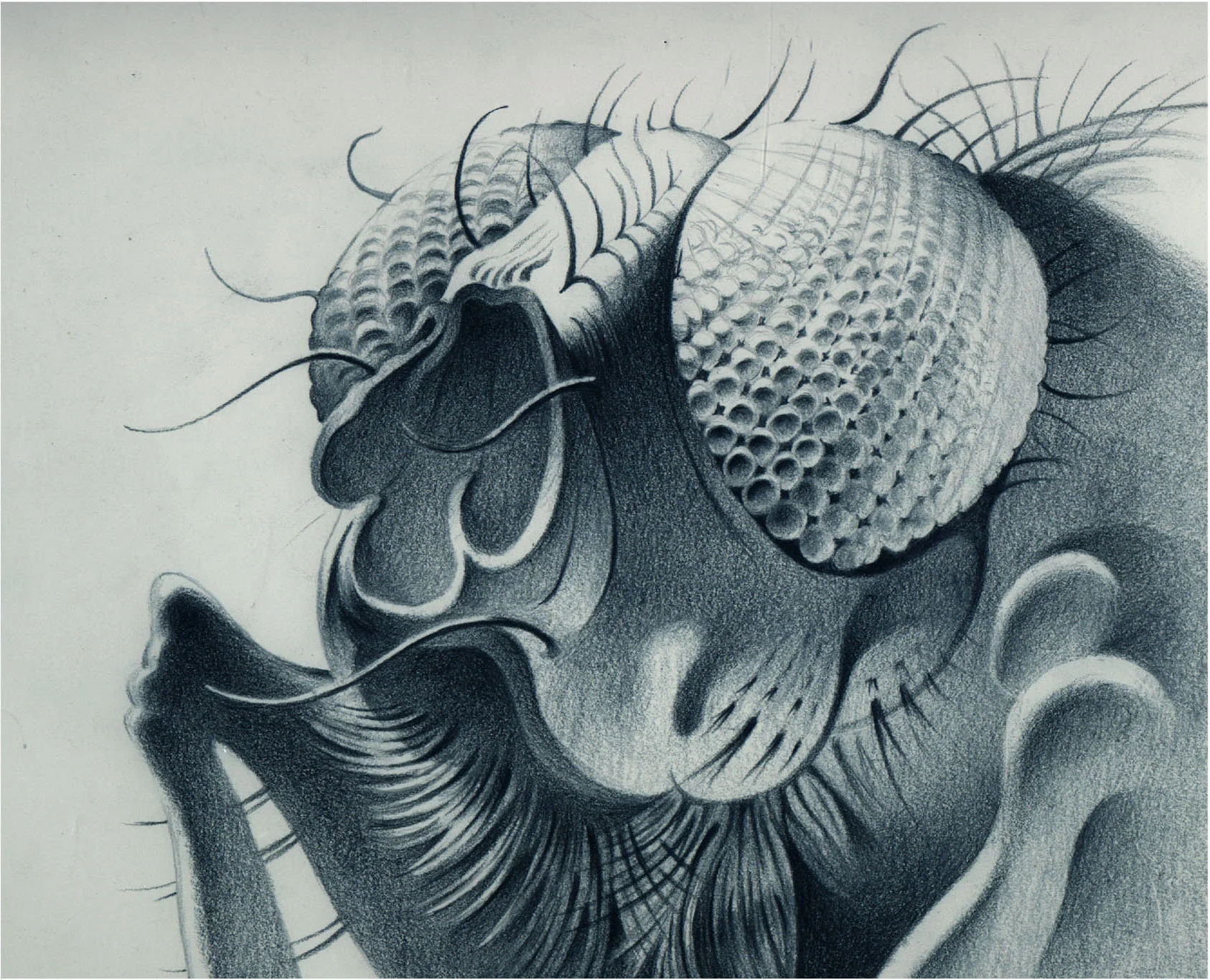 Fly (pencil on paper) 8" X 12"