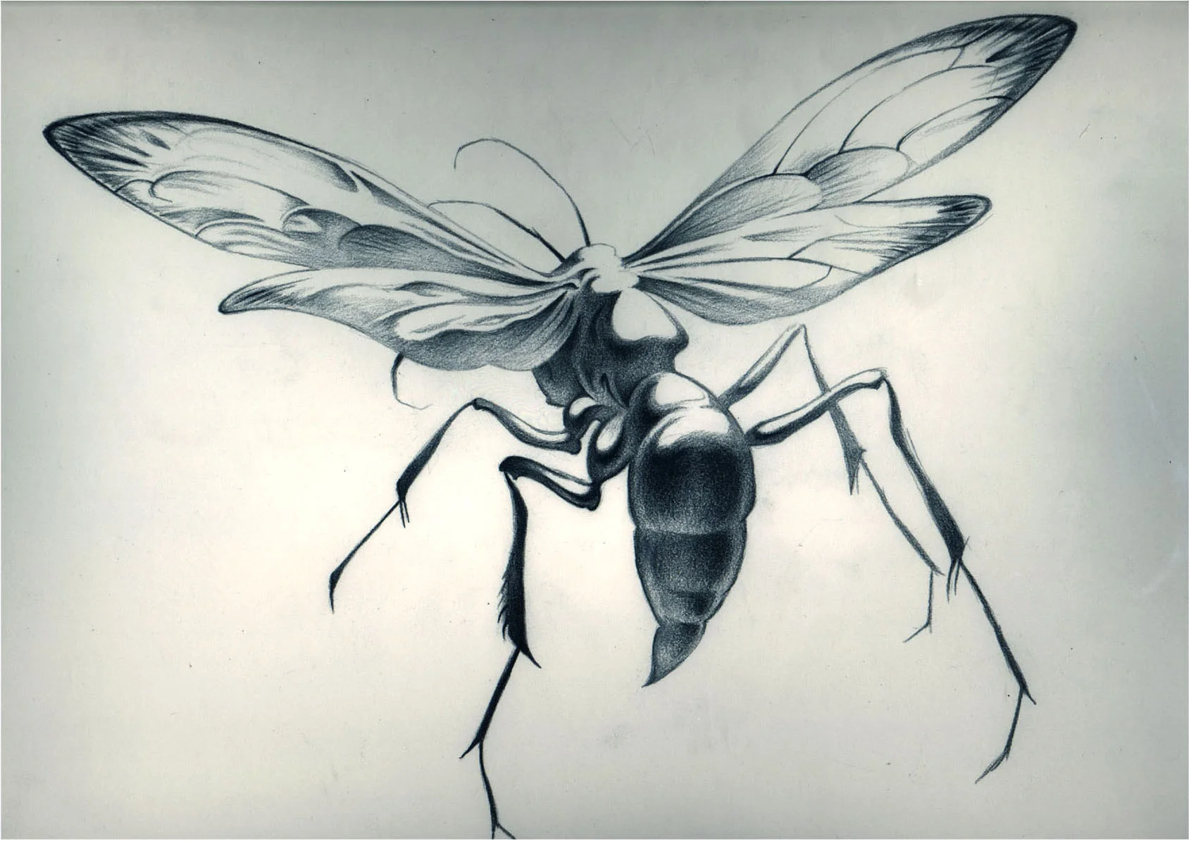 Wasp (Green).jpg