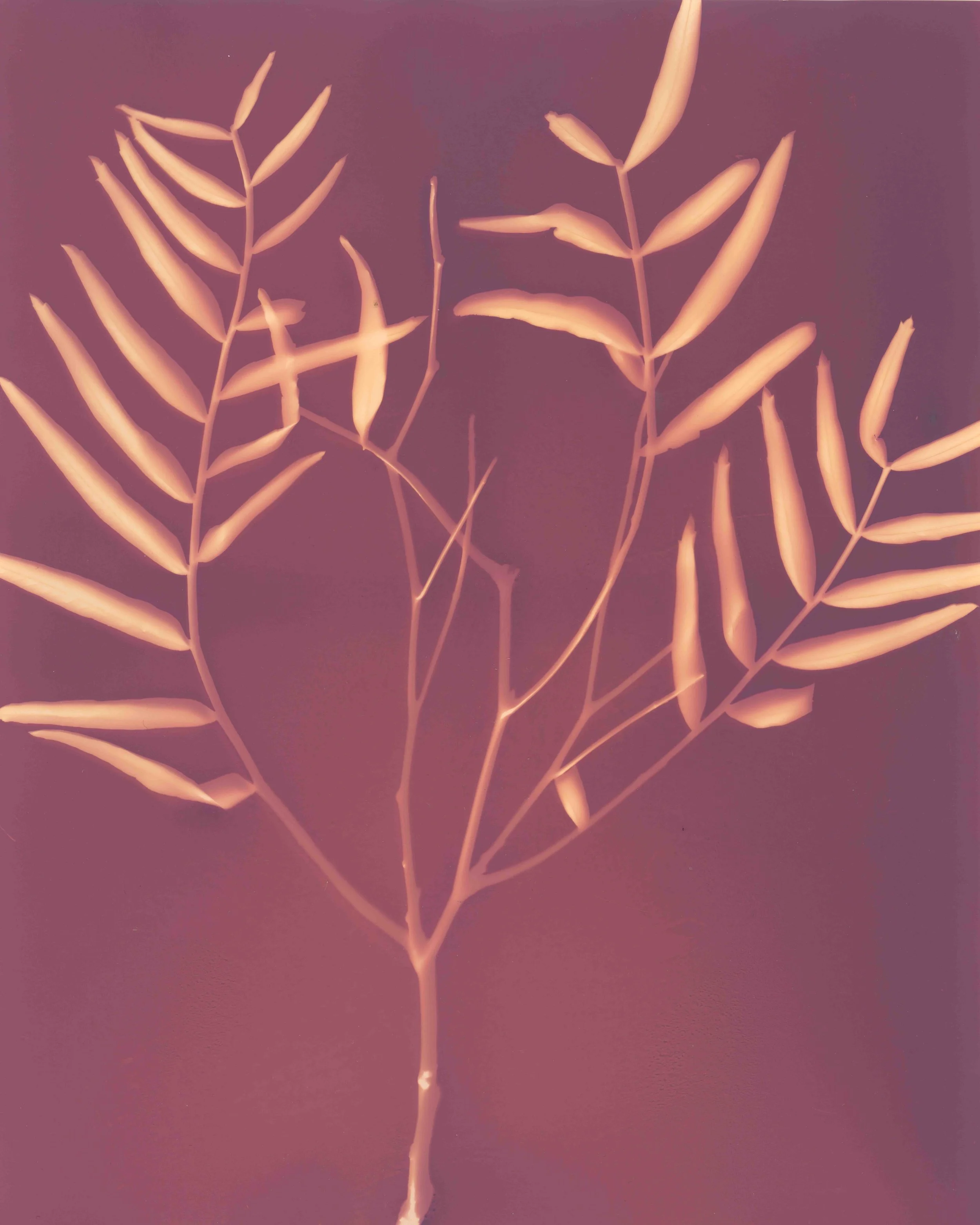 Pepper Tree Feb 2025 copy.jpg